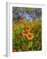 Firewheels Growing in Mesquite Trees, Texas, USA,-Larry Ditto-Framed Photographic Print