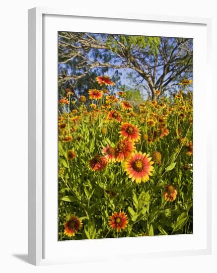 Firewheels Growing in Mesquite Trees, Texas, USA,-Larry Ditto-Framed Photographic Print