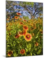 Firewheels Growing in Mesquite Trees, Texas, USA,-Larry Ditto-Mounted Photographic Print