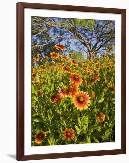 Firewheels Growing in Mesquite Trees, Texas, USA,-Larry Ditto-Framed Photographic Print