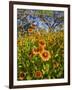 Firewheels Growing in Mesquite Trees, Texas, USA,-Larry Ditto-Framed Photographic Print