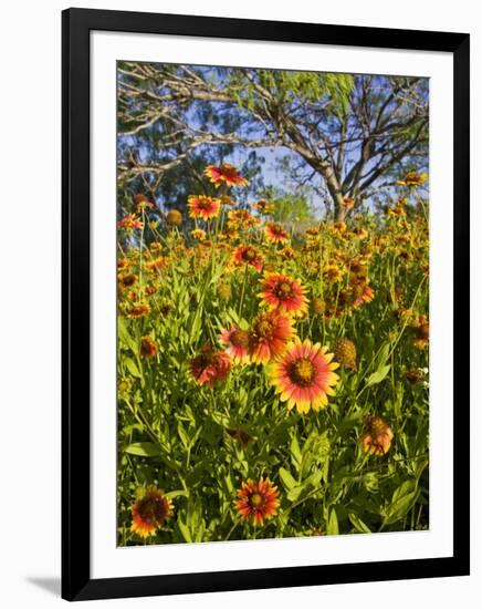 Firewheels Growing in Mesquite Trees, Texas, USA,-Larry Ditto-Framed Photographic Print