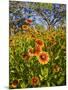 Firewheels Growing in Mesquite Trees, Texas, USA,-Larry Ditto-Mounted Photographic Print