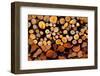 Firewood Stacked Fire Wood with Different Sizes-holbox-Framed Photographic Print