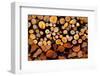 Firewood Stacked Fire Wood with Different Sizes-holbox-Framed Photographic Print