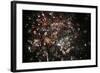 Firework Display, 2005-Peter Thompson-Framed Photographic Print