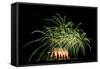 Fireworks at Havasu I-George Johnson-Framed Stretched Canvas