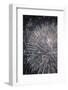 Fireworks at Rapallo-Claudiogiovanni-Framed Photographic Print