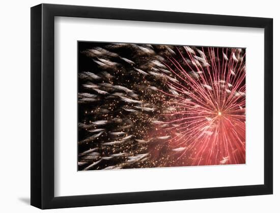 Fireworks Bloom Like a Flower in the Night Sky in Kobe-Ryuji Adachi-Framed Photographic Print