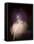 Fireworks Celebrating the 4th of July, Miami, Florida, USA-Angelo Cavalli-Framed Stretched Canvas