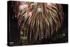 Fireworks Display-Rebecca Barger-Stretched Canvas