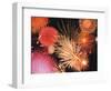 Fireworks Display-null-Framed Photographic Print