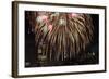 Fireworks Display-Rebecca Barger-Framed Photographic Print