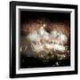 Fireworks Flash over Sydney Harbor During New Year Celebrations-null-Framed Premium Photographic Print