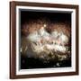 Fireworks Flash over Sydney Harbor During New Year Celebrations-null-Framed Photographic Print