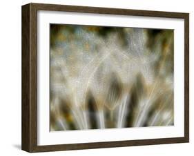 Fireworks nature...-Thierry Dufour-Framed Photographic Print