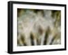 Fireworks nature...-Thierry Dufour-Framed Photographic Print