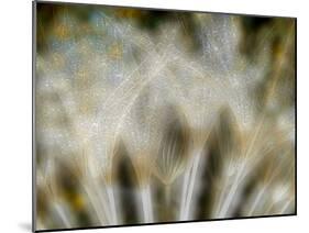 Fireworks nature...-Thierry Dufour-Mounted Photographic Print