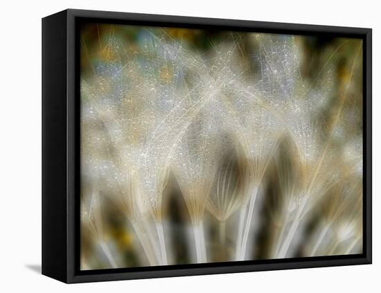 Fireworks nature...-Thierry Dufour-Framed Stretched Canvas