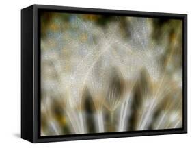 Fireworks nature...-Thierry Dufour-Framed Stretched Canvas