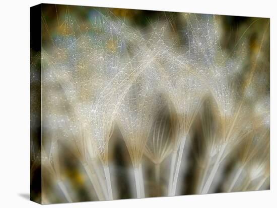 Fireworks nature...-Thierry Dufour-Stretched Canvas