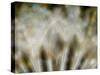 Fireworks nature...-Thierry Dufour-Stretched Canvas