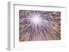 Fireworks on July 4th, at Gasworks Park, Seattle, Washington, USA-Jamie & Judy Wild-Framed Photographic Print