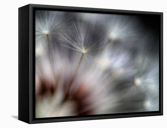 Fireworks-Ursula Abresch-Framed Stretched Canvas