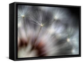 Fireworks-Ursula Abresch-Framed Stretched Canvas