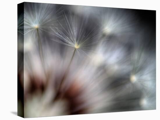 Fireworks-Ursula Abresch-Stretched Canvas