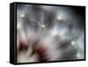 Fireworks-Ursula Abresch-Framed Stretched Canvas