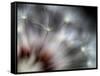 Fireworks-Ursula Abresch-Framed Stretched Canvas