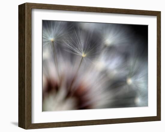 Fireworks-Ursula Abresch-Framed Premium Photographic Print