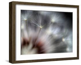 Fireworks-Ursula Abresch-Framed Premium Photographic Print