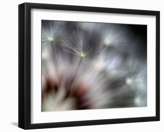 Fireworks-Ursula Abresch-Framed Premium Photographic Print