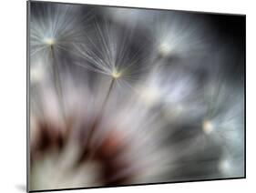 Fireworks-Ursula Abresch-Mounted Premium Photographic Print
