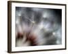 Fireworks-Ursula Abresch-Framed Photographic Print