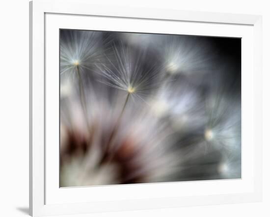 Fireworks-Ursula Abresch-Framed Photographic Print