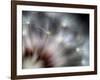 Fireworks-Ursula Abresch-Framed Photographic Print