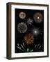 Fireworks-Pixelbliss-Framed Photographic Print