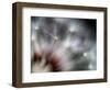 Fireworks-Ursula Abresch-Framed Photographic Print