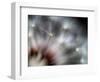 Fireworks-Ursula Abresch-Framed Photographic Print