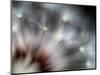 Fireworks-Ursula Abresch-Mounted Photographic Print