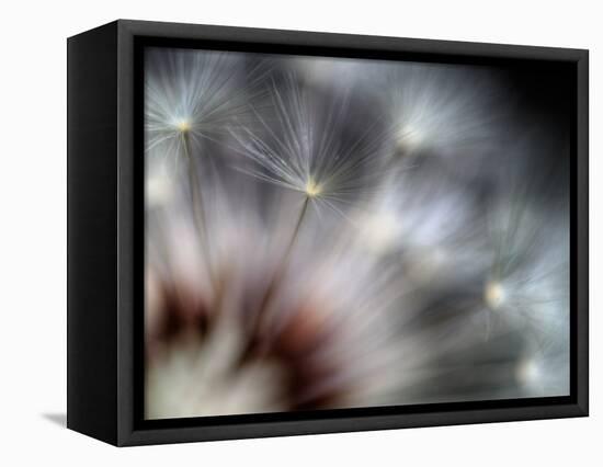 Fireworks-Ursula Abresch-Framed Stretched Canvas