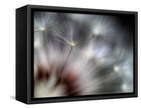 Fireworks-Ursula Abresch-Framed Stretched Canvas