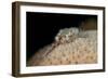 Fireworm (Hermodice Carunculate), Dominica, West Indies, Caribbean, Central America-Lisa Collins-Framed Photographic Print