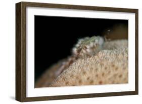 Fireworm (Hermodice Carunculate), Dominica, West Indies, Caribbean, Central America-Lisa Collins-Framed Photographic Print