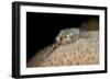 Fireworm (Hermodice Carunculate), Dominica, West Indies, Caribbean, Central America-Lisa Collins-Framed Photographic Print