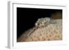 Fireworm (Hermodice Carunculate), Dominica, West Indies, Caribbean, Central America-Lisa Collins-Framed Photographic Print