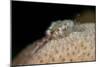 Fireworm (Hermodice Carunculate), Dominica, West Indies, Caribbean, Central America-Lisa Collins-Mounted Photographic Print